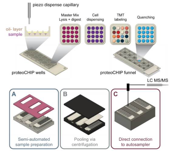 graph - An automated workflow for label-free and multiplexed single cell proteomics sample preparation at unprecedented sensitivity