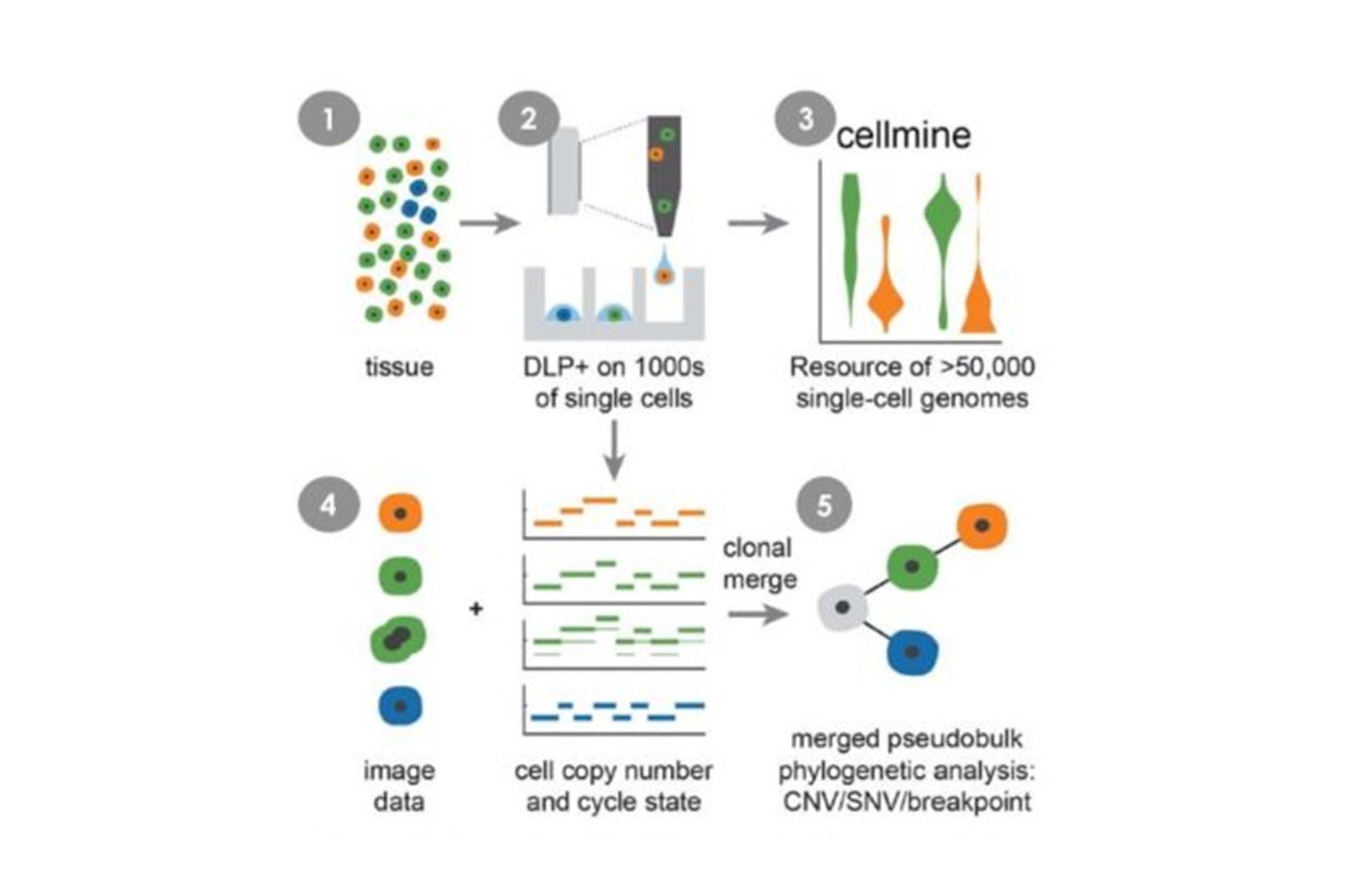 Scaling Whole Genome Sequencing to > 50,000 Single cells using cellenONE® Cellenion