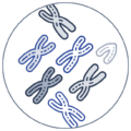 Cellenion Icons_scWGS Cellenion Icons_scWGS